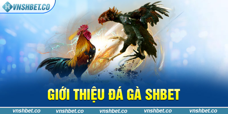 Giới thiệu đá gà SHBET