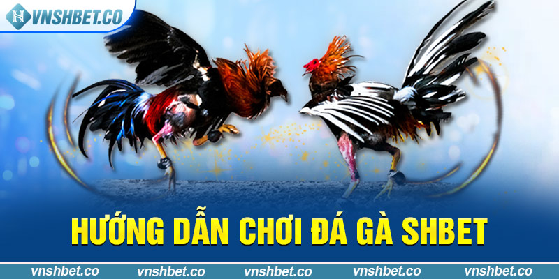 Hướng dẫn chơi đá gà SHBET