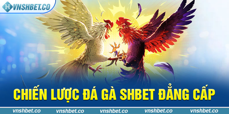 Chiến lược đá gà SHBET đẳng cấp